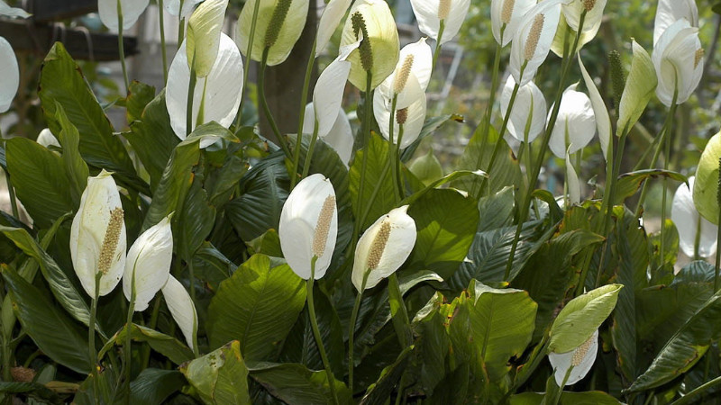 白鹤芋如何施肥,白鹤芋如何浇水