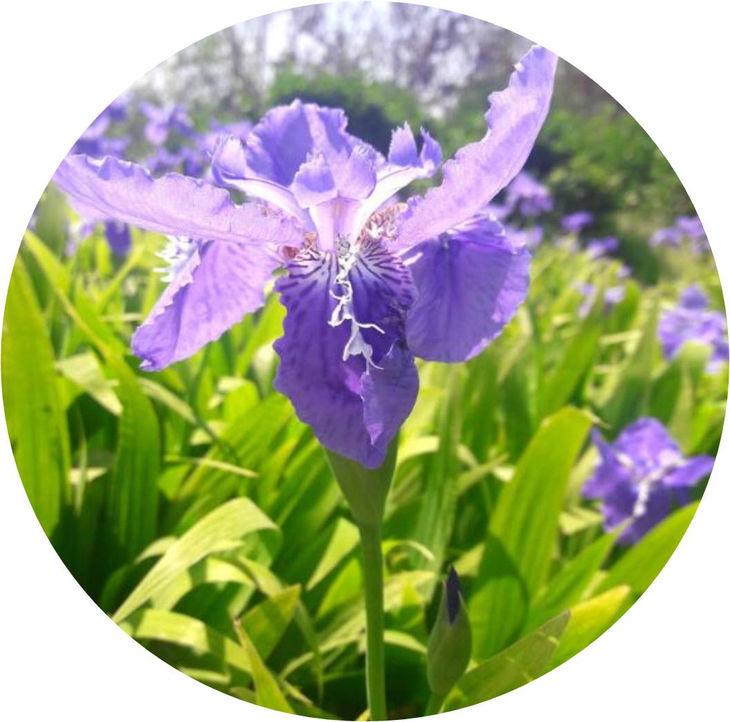 菊竹梅兰图欣赏,花中四君子的兰花图片