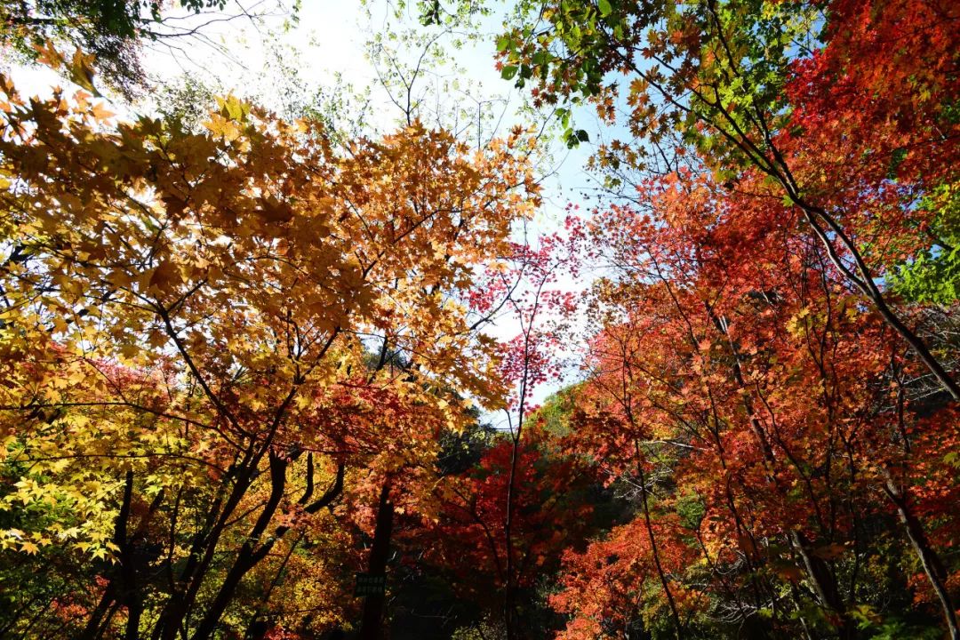 枫叶自驾最美路线,中国最美的枫叶大道