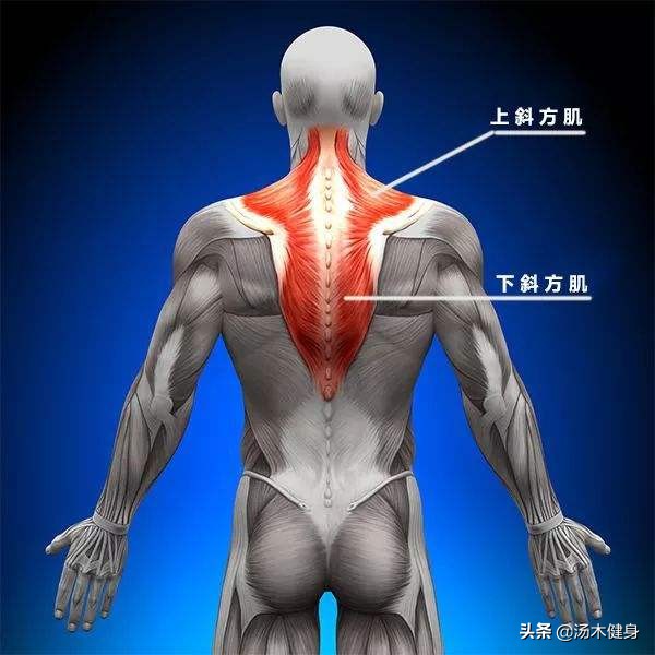 斜方肌正确的拉伸方法,拉伸斜方肌最简单方法