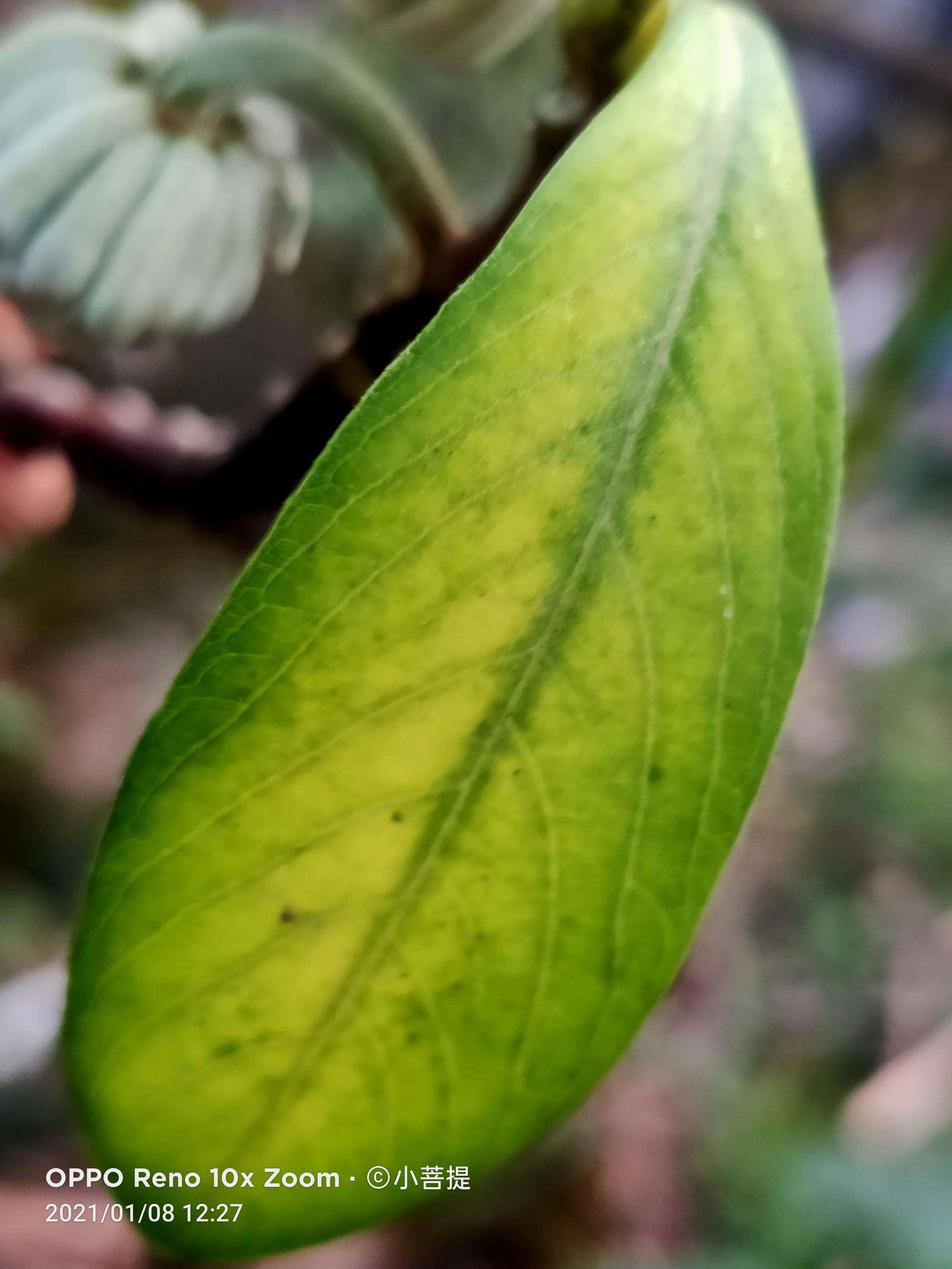 这就是爱情树，若在枝上打两个同向的结，就能得到甜蜜爱情和幸福