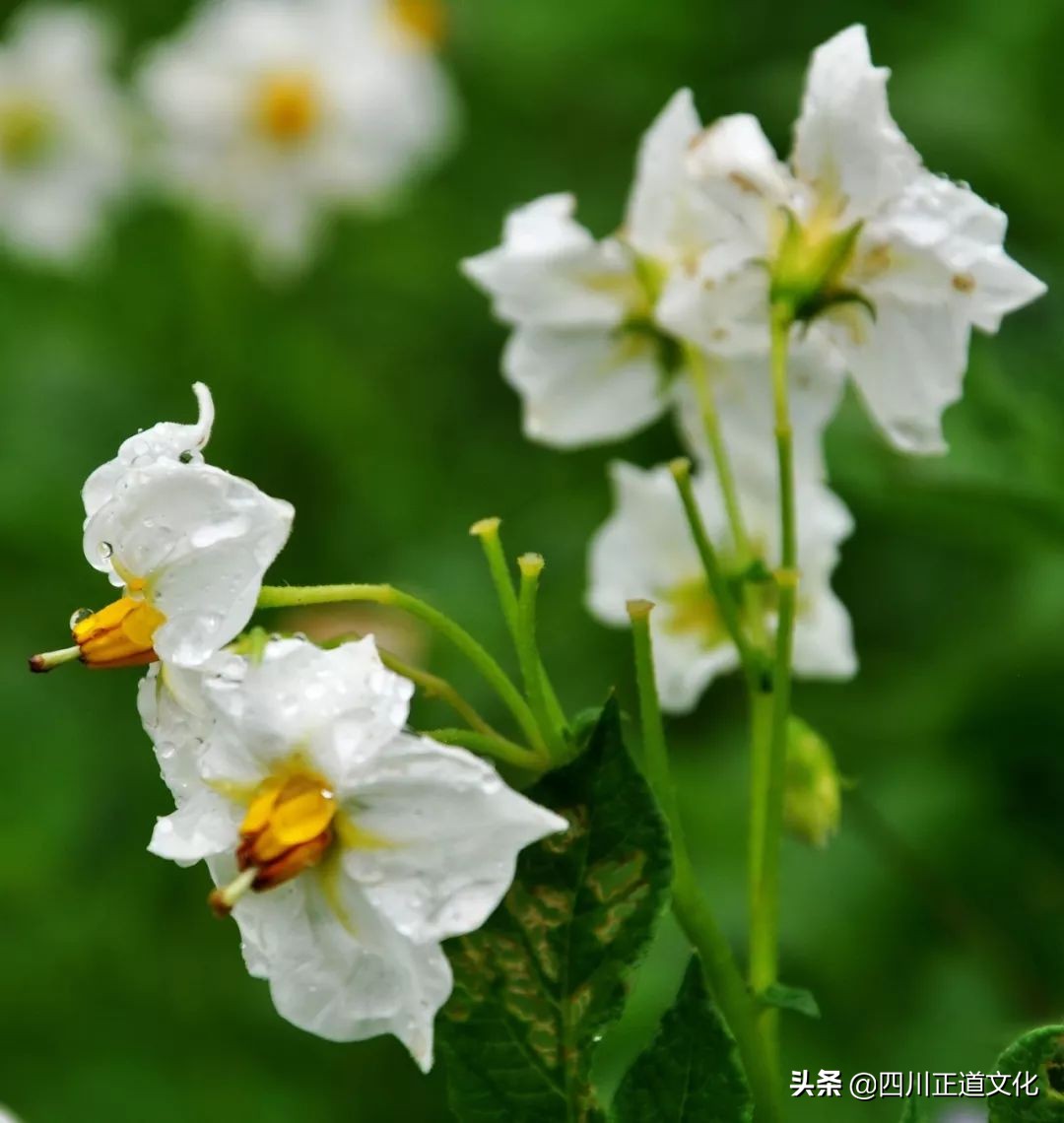 中国人的欲望之火和生命之光，除了酒还有这种蔬菜！