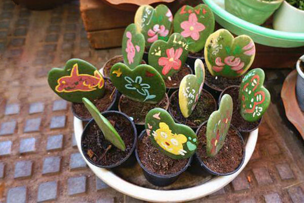 带心形的植物有哪些,最常见的心形植物