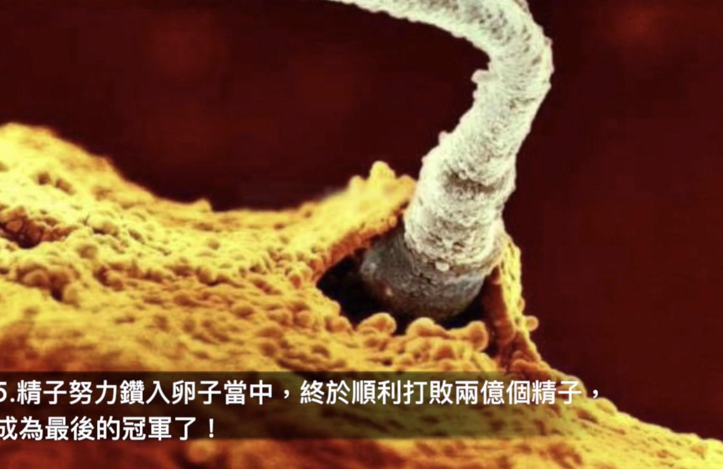 怀孕1-40周胎儿发育图,生命的起源胎儿发育全过程视频