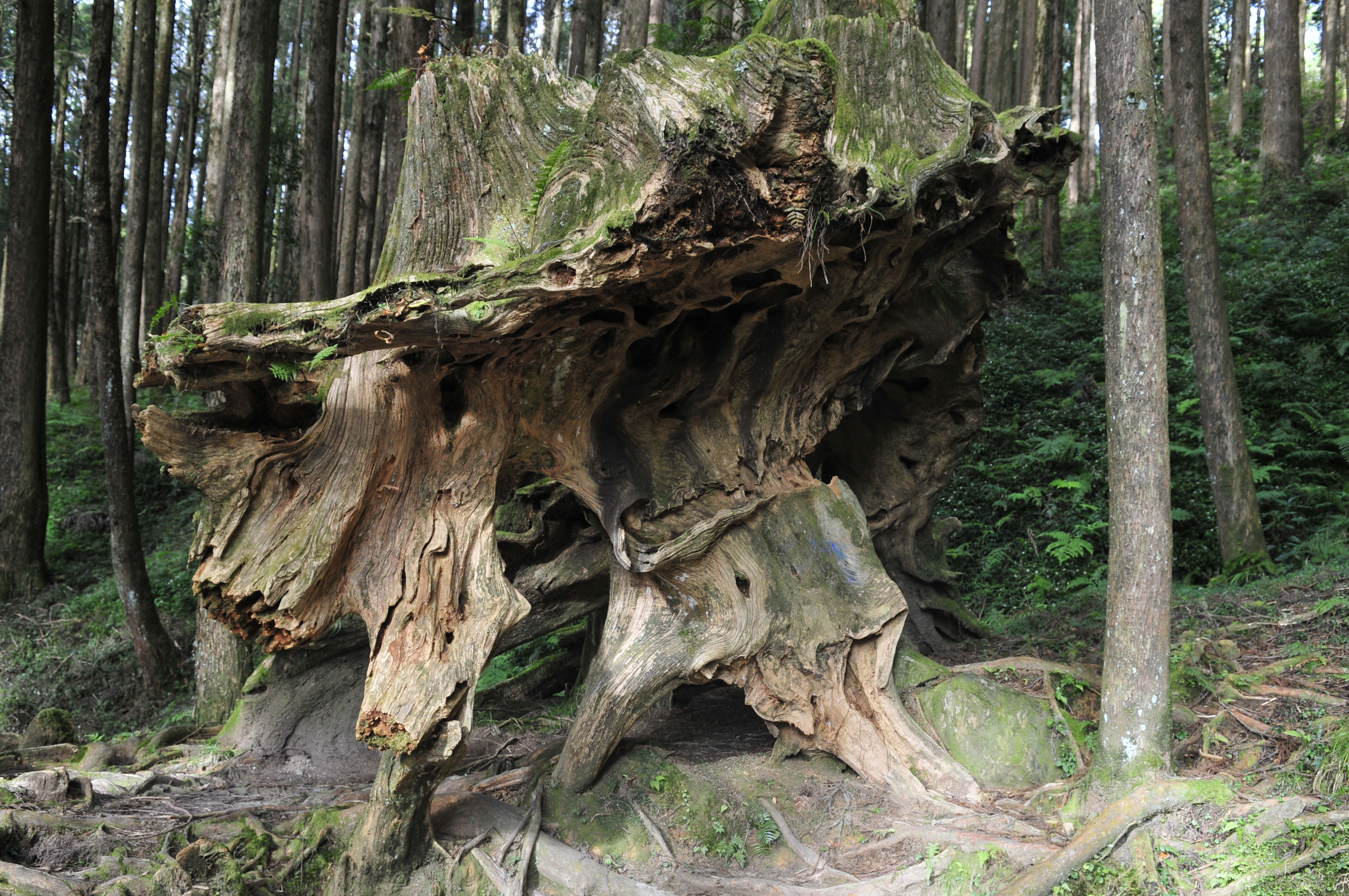 阿里山的故事告诉我们什么,台湾古树的故事