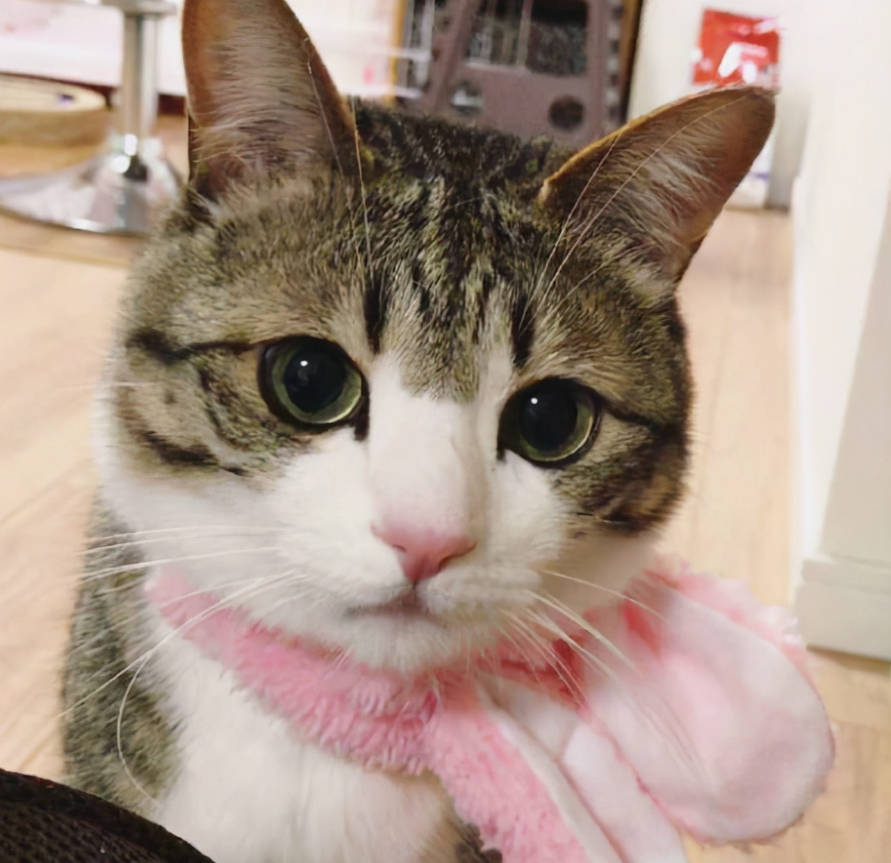 化毛膏是药品吗,化毛膏和片有啥区别