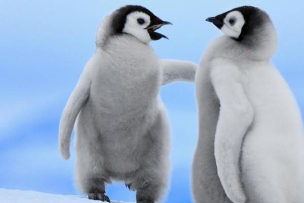 奇特现象:150万只企鹅离开南极,不远万里,就是为了在非洲生活