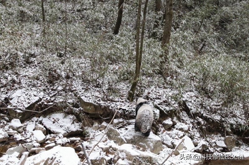 大熊猫的颜色是最独特的吗,大熊猫保护色