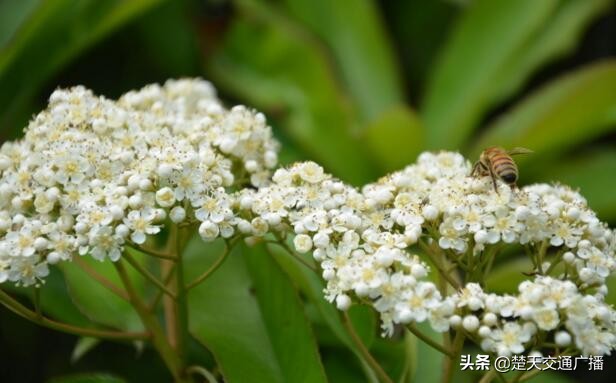 石楠花又开了,石楠花春天