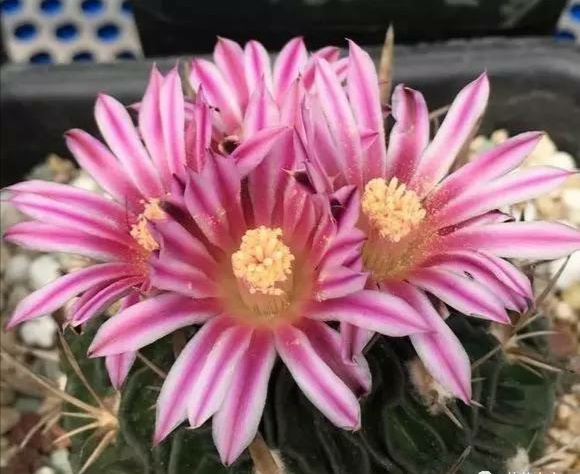 “常年丑貌君不问，一日花红万户惊”——仙人掌的产地及精品赏析