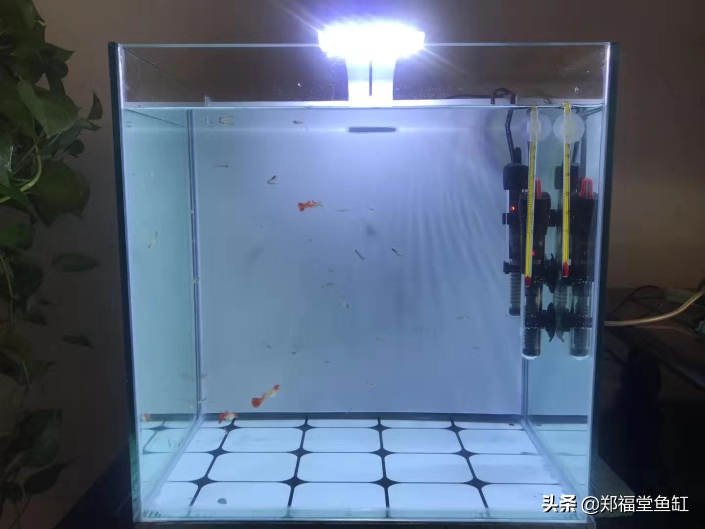 鱼缸线上线下买哪个便宜,买鱼缸一般包邮吗