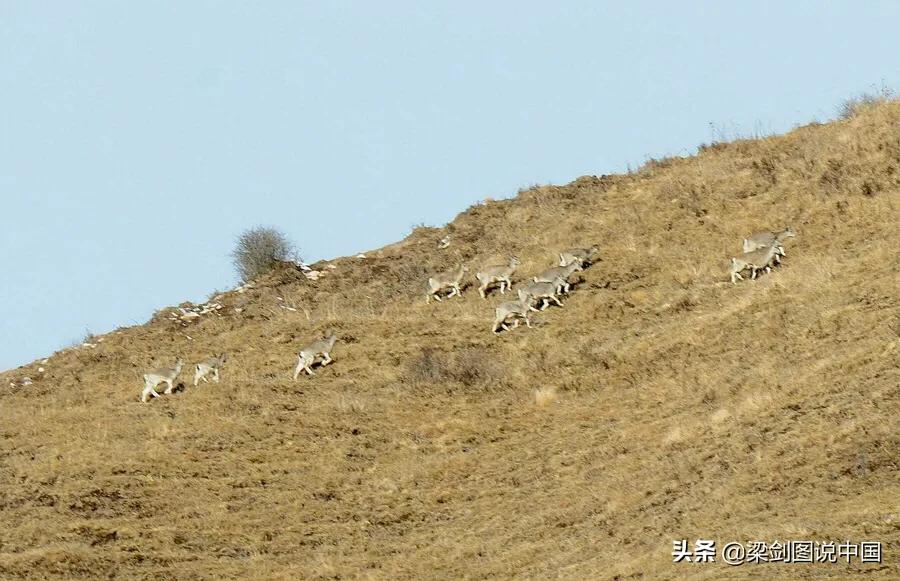 禁止野生动物保护环境人人有责,保护生态环境禁止野生动物上餐桌