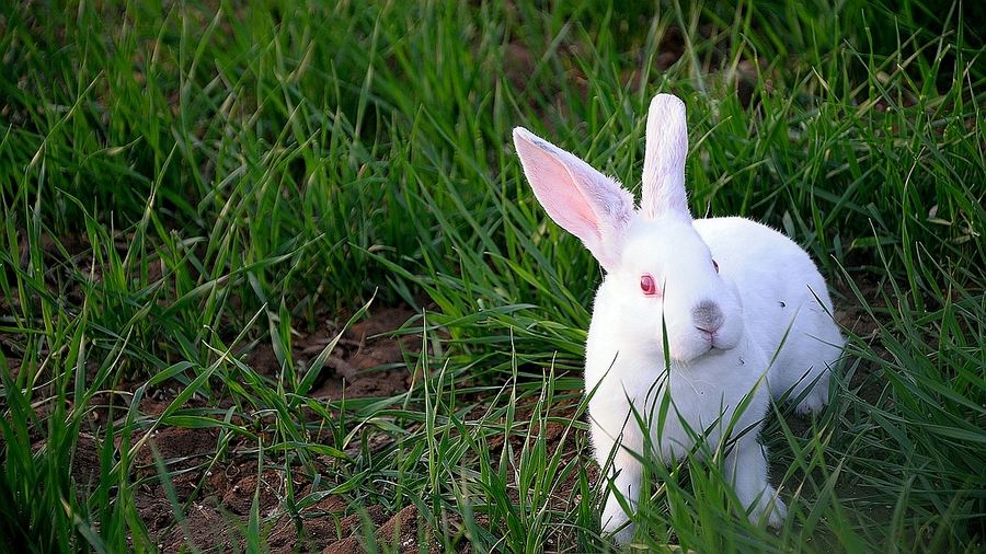 怎样提高养兔成活率,养獭兔和肉兔哪个效益好