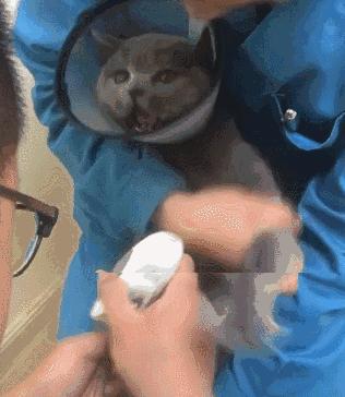 猫咪爪子被烫了怎么办,猫咪爪子被割伤怎么处理