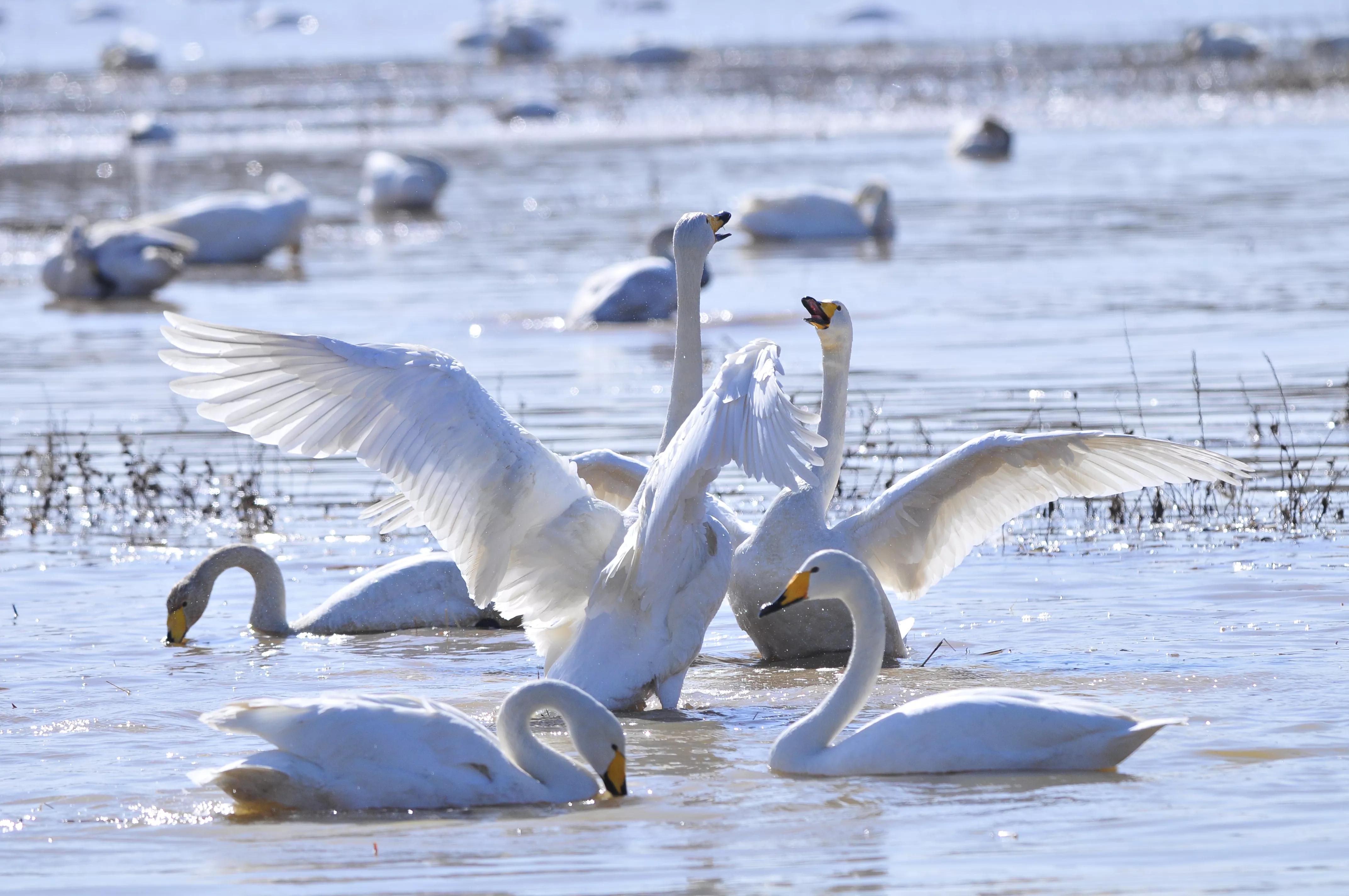 D300s+300F4拍摄/满意,趣解/天鹅斗:只动嘴不动手