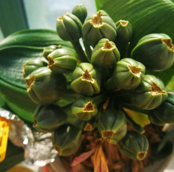 买花浪费钱吗,买花省钱小妙招