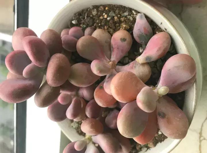 多肉长出小尾巴求救信号,多肉有什么求救信号