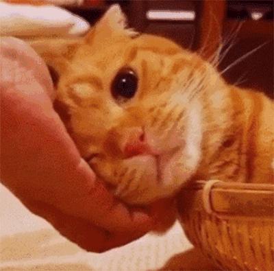 养猫咪的人肺里有猫毛吗,养猫后总觉得喉咙有猫毛