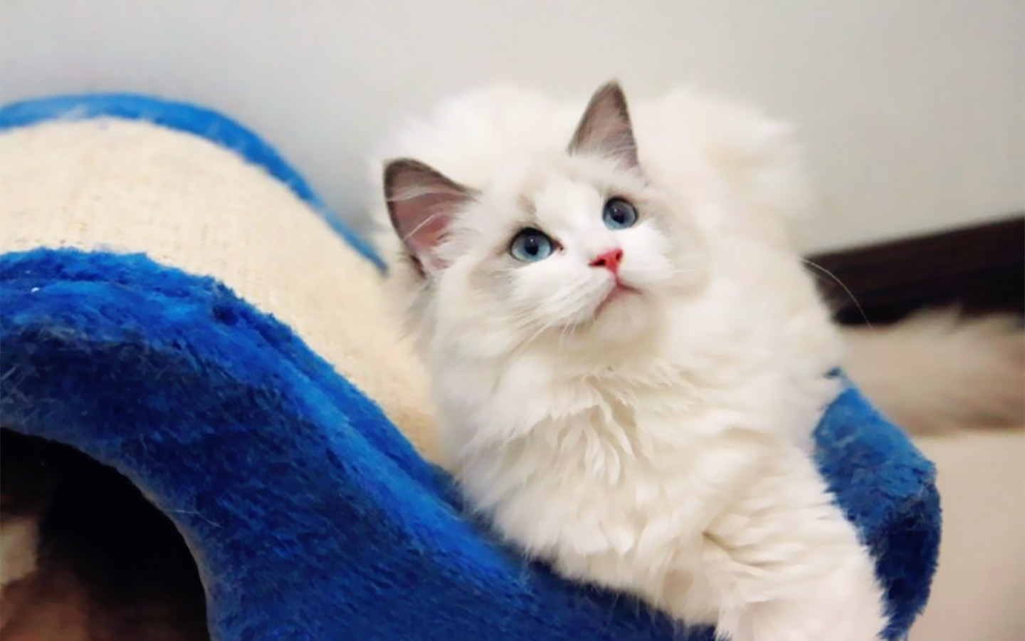 买猫容易踩的坑,买猫怕什么