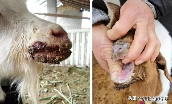 冬季羔羊疾病怎么样防治,羔羊病的症状和治疗方法