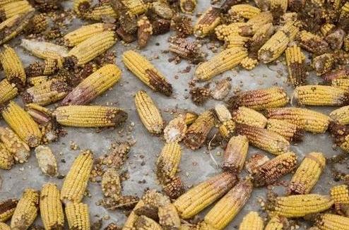 蛋鸡霉菌侵害生殖系统怎么治疗,蛋鸡养殖中霉菌毒素的危害和治疗