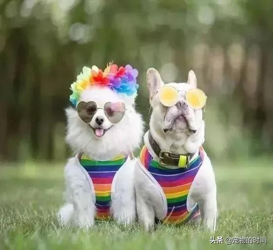 狗狗为什么放出笼子就乱拉乱尿,狗狗乱尿怎么办