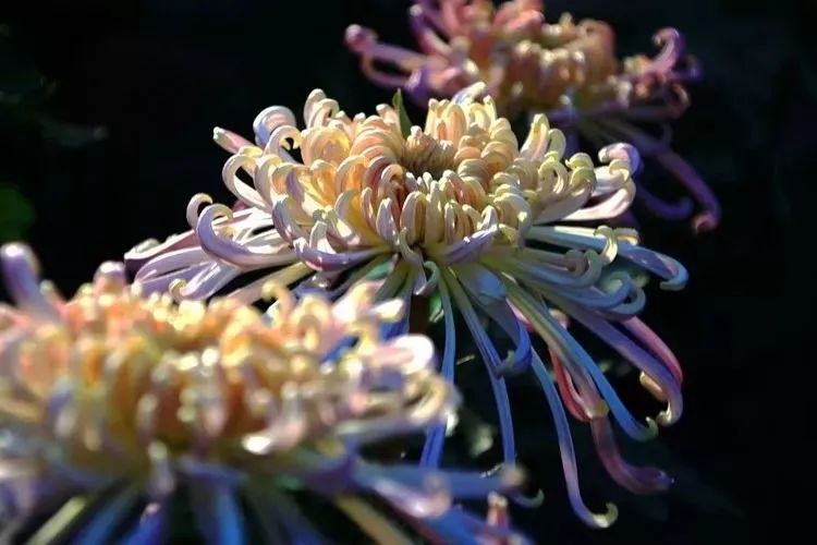 花中四君子菊花国画用笔,花中四君子菊花高清图片