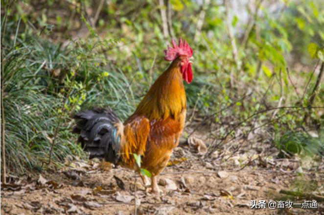 鸡得痛风的症状及治疗方法,鸡痛风用通肾药可以吗