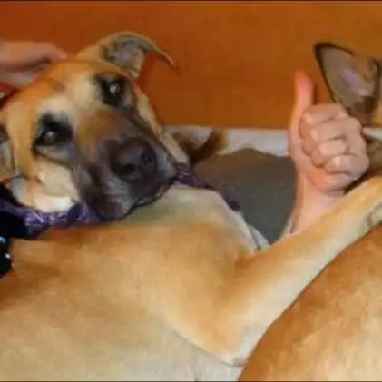 怀孕了，就把狗扔了吧，多脏啊