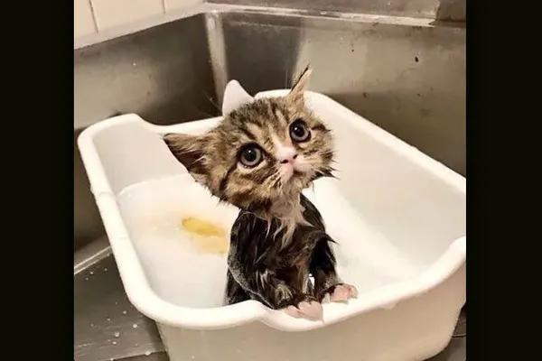 猫咪又吐又拉图片,猫咪又吐又拉怎么回事