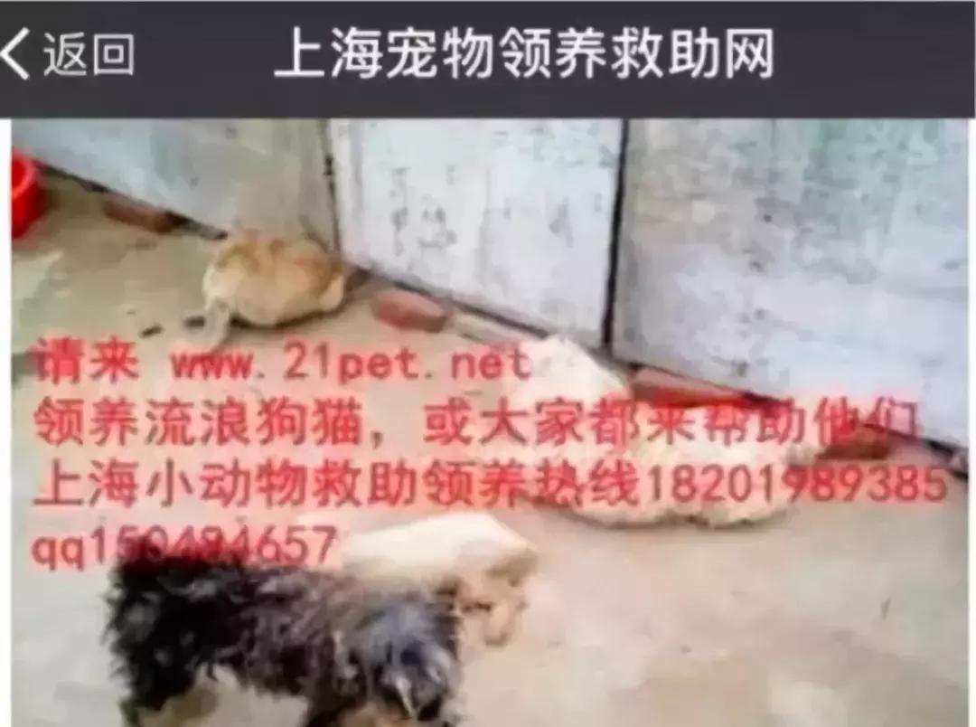 交易猫被央视曝光,收养流浪狗的真实记录