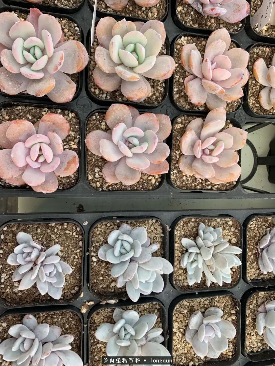 探访韩国肉锥大棚,记一次走访纪录片