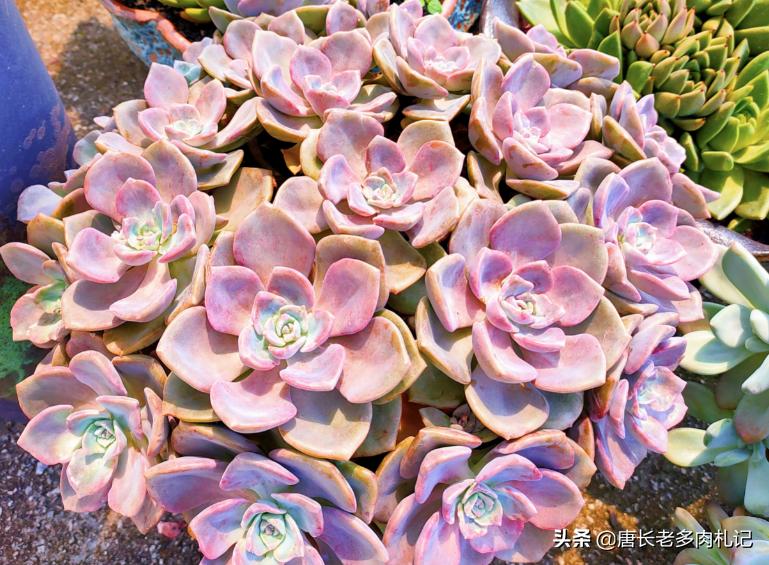 紫乐和华丽风车种一起可以吗,多肉华丽风车和粉兔