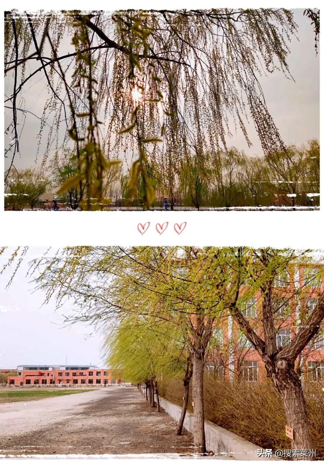 春满校园春暖花开,沙河镇中心小学校园