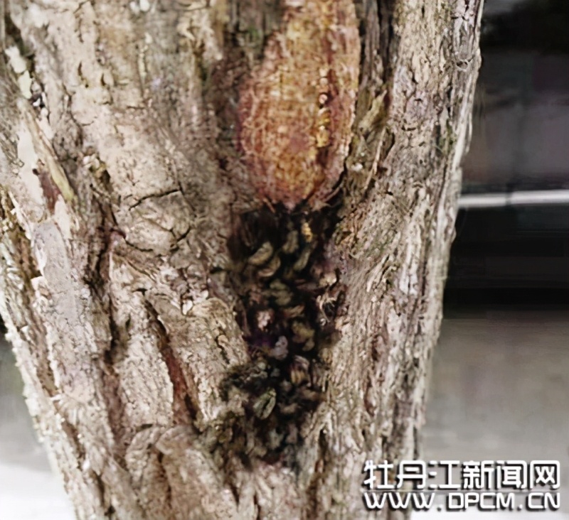 树上长虫子有什么说法吗,树上长黑霉是什么问题