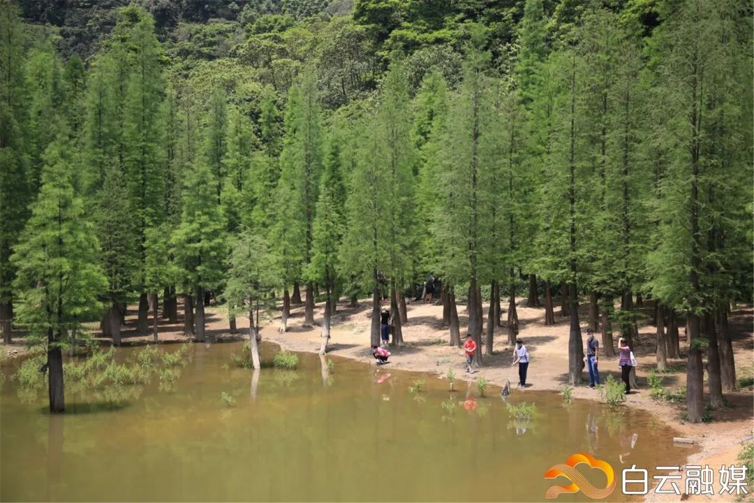 走，去太和！帽峰山下赏红叶、逛农庄、吃烧鸡、住民宿……