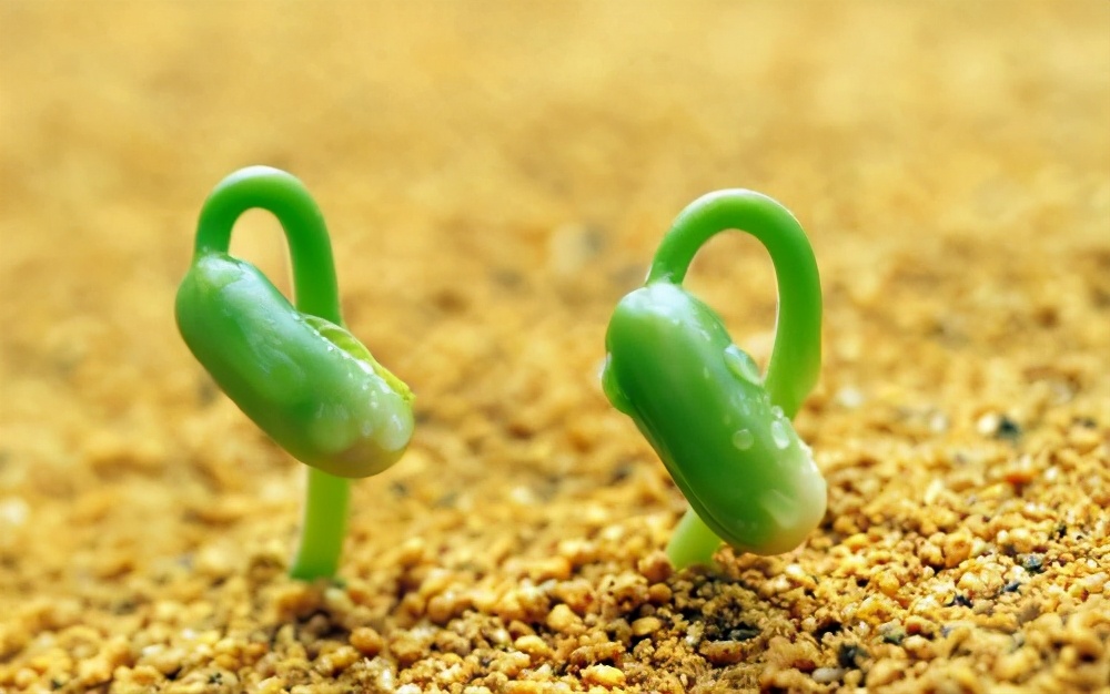 蓖麻种子怎么传播,蓖麻是怎样传播种子的