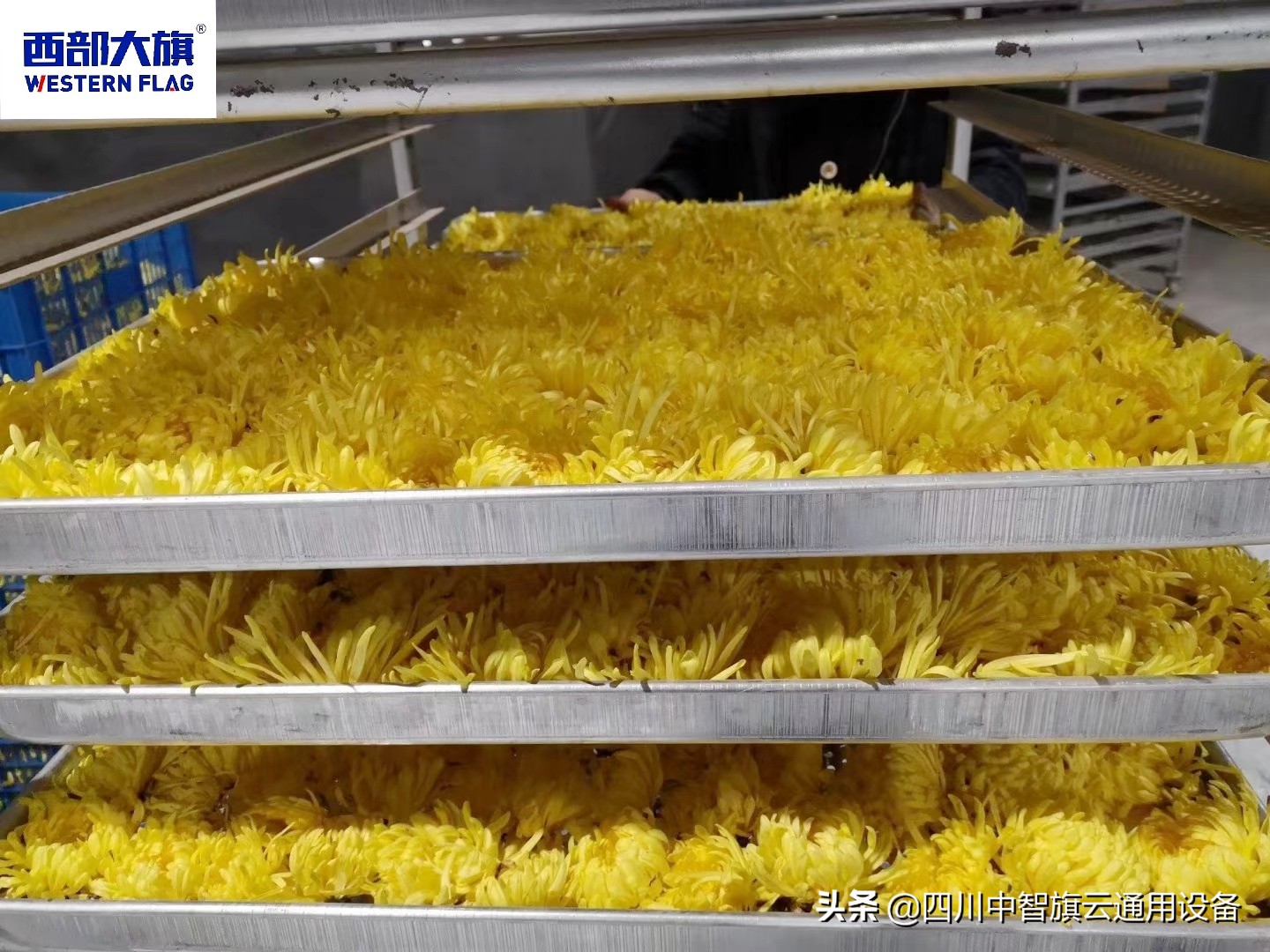 西部大旗烘干房,贵州玫瑰花烘干机价格表