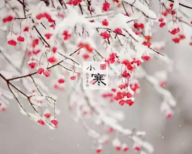 风吹腊梅香小寒日初长,风吹腊梅香的诗句