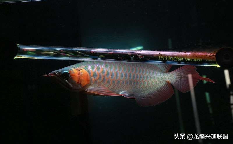 养龙鱼有什么讲究养几条,龙鱼养几条合适有什么讲究