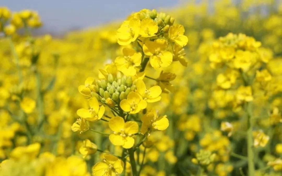 乌鸦病是什么病,为什么说乌鸦嘴是不好的征兆