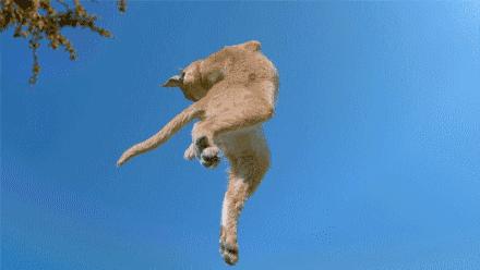 猫咪从多高距离摔下来会骨折,猫咪高处摔下后受内伤有什么表现