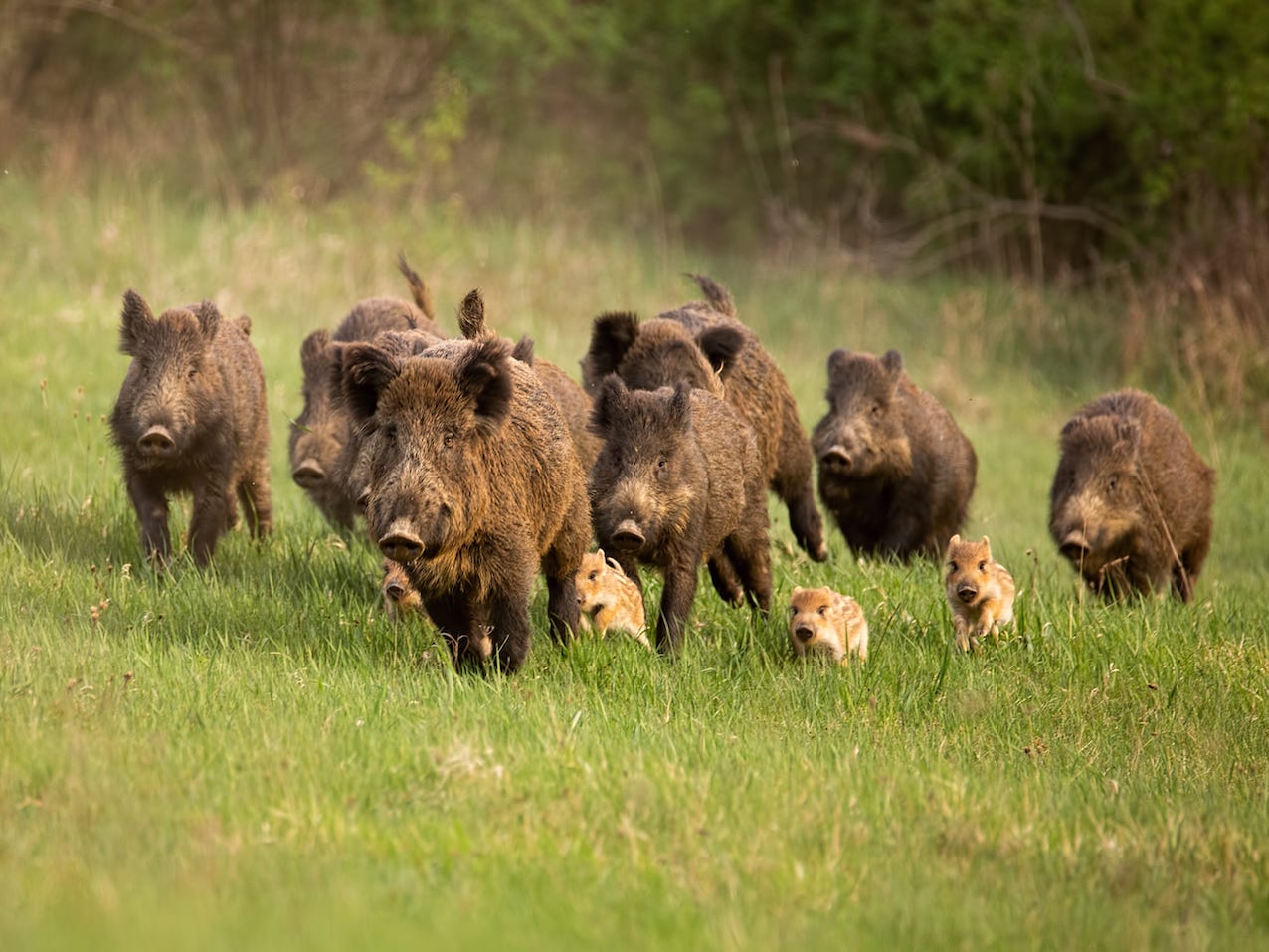 蟒蛇吞蛇被撑死,蟒蛇被眼镜蛇吞