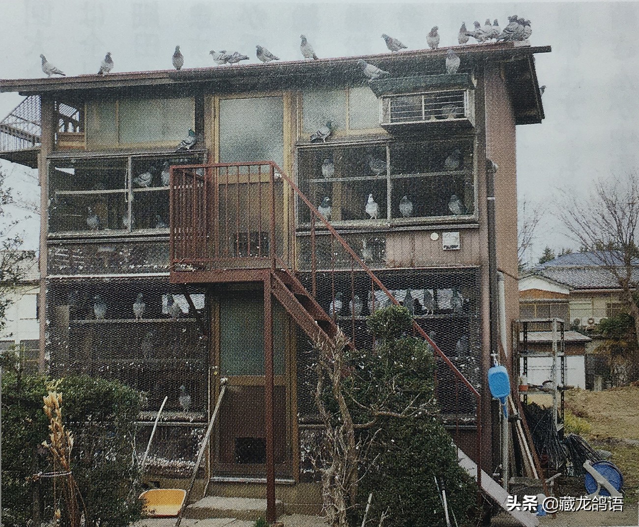 一份日本翔圣的赛鸽育种回忆录