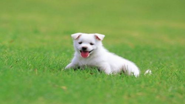 如何有效的治理跳蚤,教你6招彻底消灭跳蚤