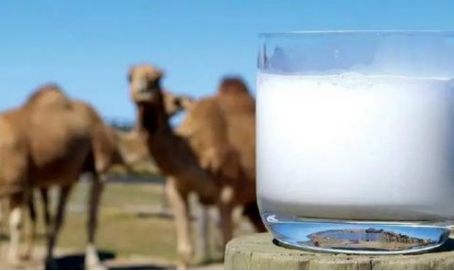 伊犁特色乳业驼奶,新疆驼奶粉和牛奶的区别
