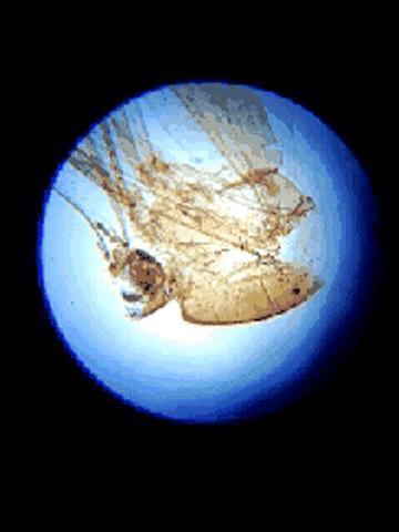 可随身携带的儿童显微镜,kenko儿童显微镜