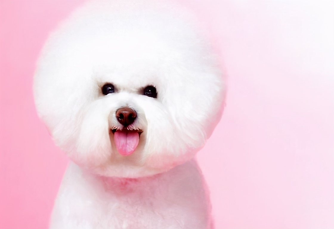 训犬师比熊训练视频,训犬师专业训练马犬怎么样