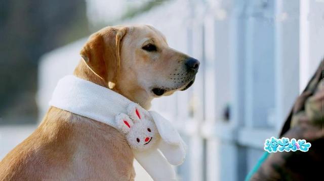 神犬小七属于哪种品相的拉布拉多,拉布拉多边牧神犬小七
