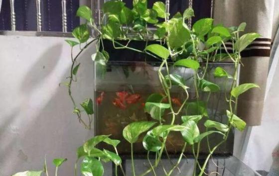 室内绿萝养花知识大全,绿萝养花技巧大全